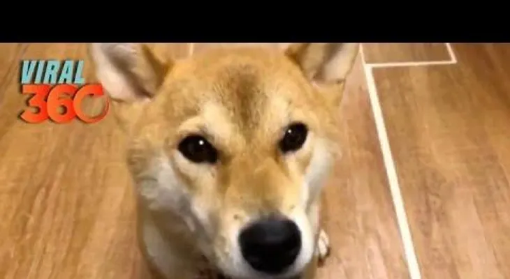 Arrasa en internet el perro que aprendió a hablar japonés
