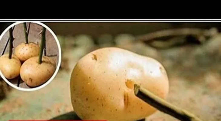 Coloca el tallo de una rosa en una batata, lo que sucede al otro día es asombroso!!!
