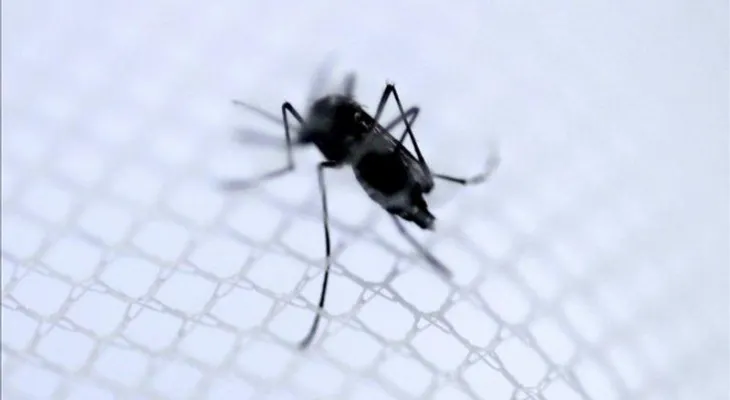Confirman brote virus del Zika, que transmite mosquito del dengue y el chikunguña 