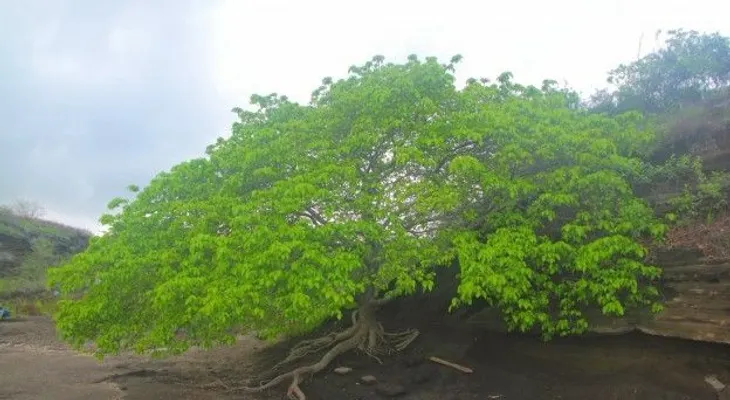 El árbol que puede matarte sólo con acercarte