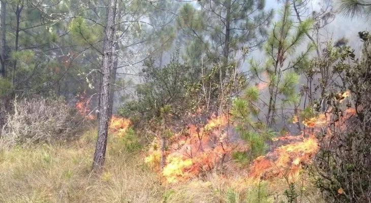 Incendio forestal en Valle Nuevo continúa fuera de control