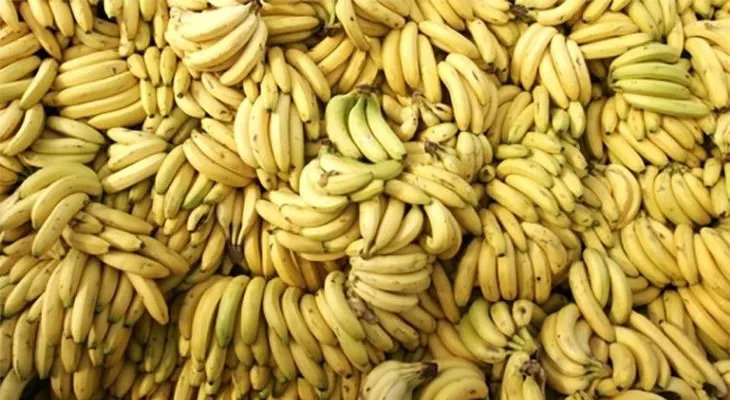 Los plátanos, en peligro de extinción: Un hongo mortífero amenaza los cultivos