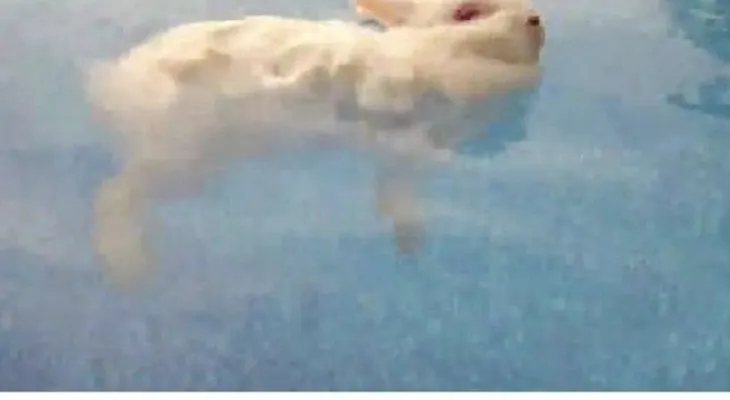 Apresan hombre por ahogar su conejo en piscina de un hotel 