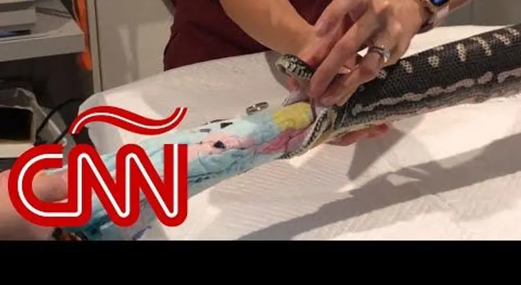 Impresionante video de una pitón, a quien sacaron una toalla de su estómago 