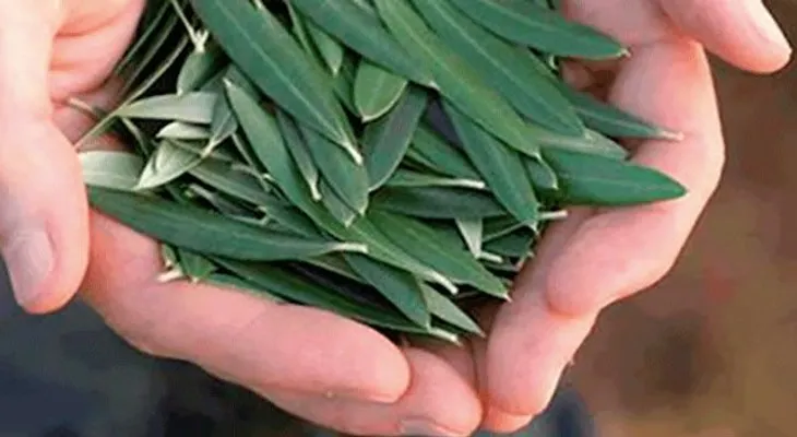 Esta simple hoja evita derrame cerebral, hipertensión, diabetes, alzheimer y más