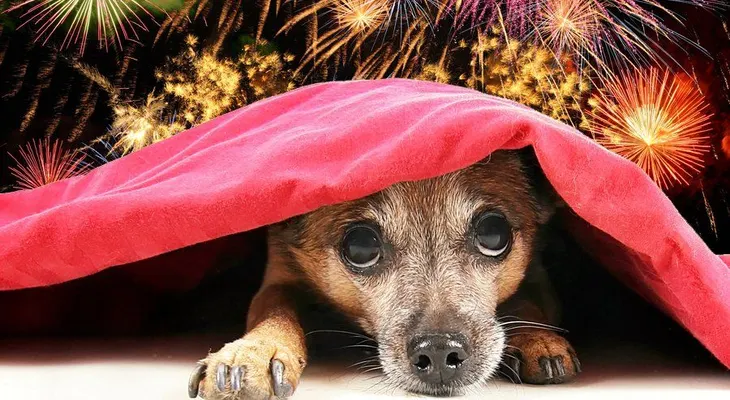 Qué hacer si tu perro le teme a la pirotecnia