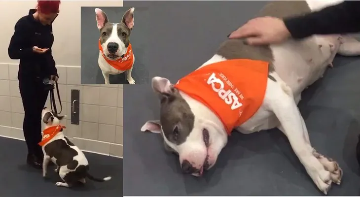 "Azul",la perra sorda abandonada en el Alto Manhattan aprendió a comunicarse por señas