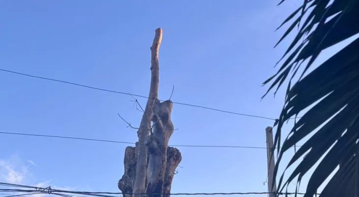 Noches calurosas en Santo Domingo se multiplican por seis en tres décadas por pérdida de vegetación