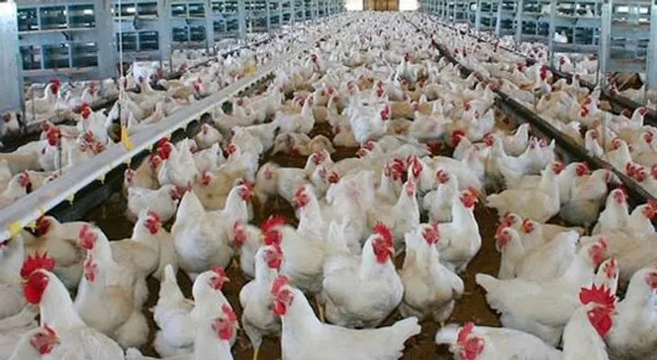 La FDA finalmente admite pollo contiene arsénico causa cáncer