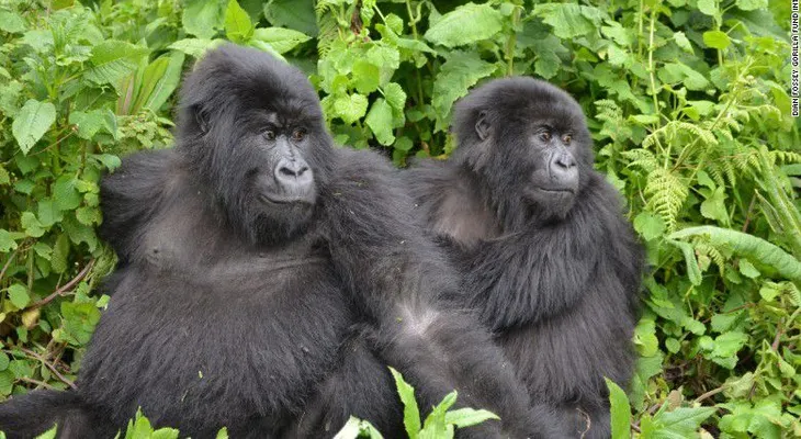 5 reglas comunes, pero ignoradas, para mantener a los niños a salvo en el zoológico