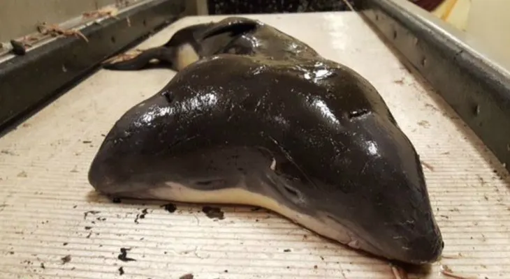 Hallazgo de marsopa de dos cabezas sorprende y entristece a los científicos