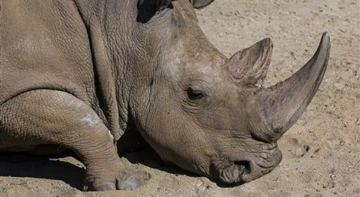 Muere raro rinoceronte blanco en California 
