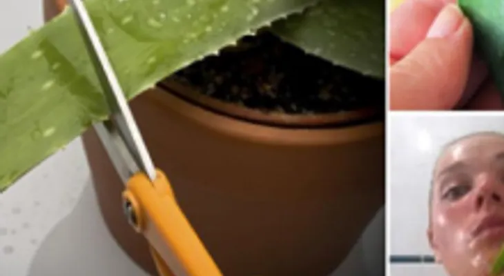 Por que no me lo dijeron antes: Si frotas aloe vera en tu rostro a lo 15 minutos quedarás enamorada