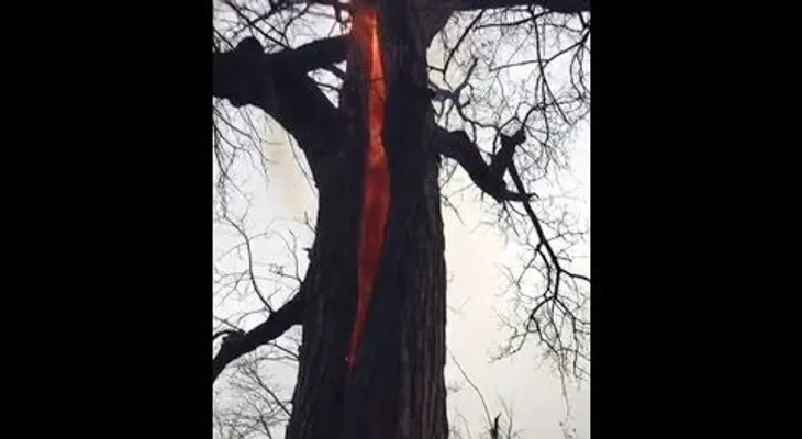 Un árbol diabólico que solo arde por dentro