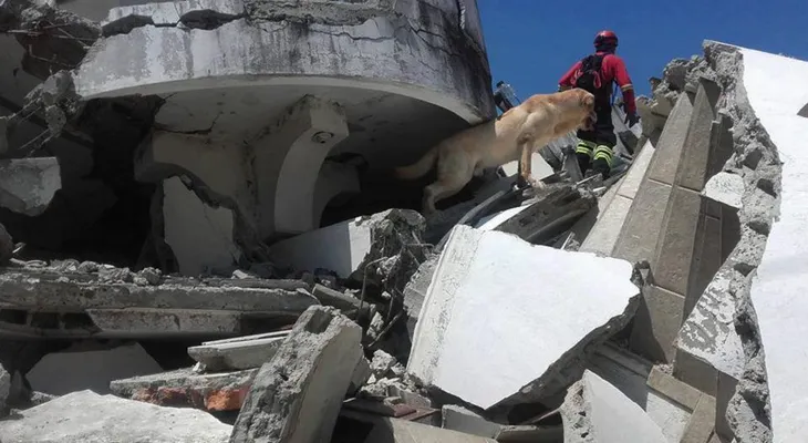 Muere un perro rescatista que buscaba supervivientes del terremoto en Ecuador