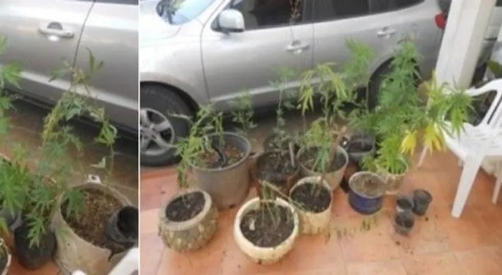 La DNCD desmantela un  vivero de marihuana en comunidad de La Victoria