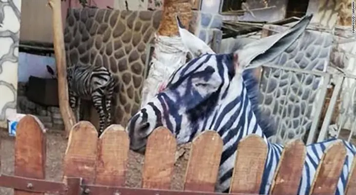 ¿Una cebra o un burro? Acusan a zoológico de querer dar gato por liebre a visitantes