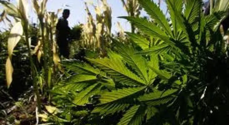 Enferman 221 por marihuana sintética en Colorado