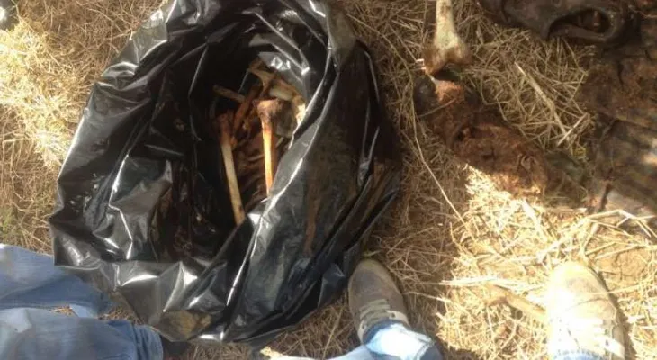 Hallan osamenta humana en Santiago y causa pánico