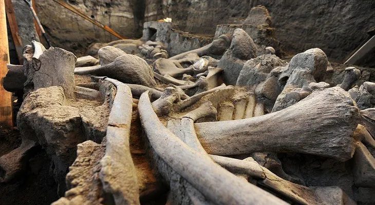 Mamut encontrado en México podría aportar evidencia sobre humanos primitivos en ese país