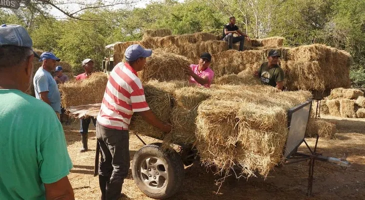 Gobierno entrega 104 mil pacas de pasto a ganaderos afectados por sequía