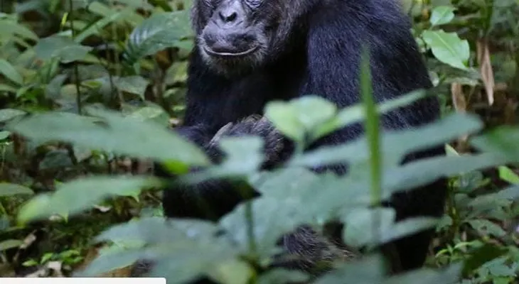 El espeluznante motivo por el que las chimpancés huyen lo más lejos posible para dar a luz