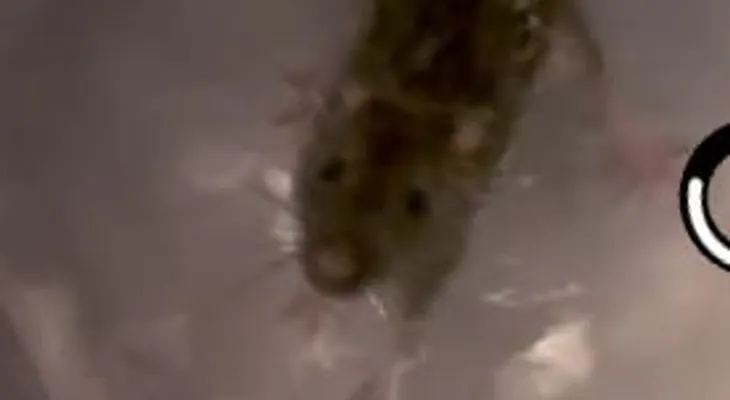 Ellos picaron la tasa de baño por la mitad? para comprobar una leyenda urbana. ¡Un espectáculo inquietante!