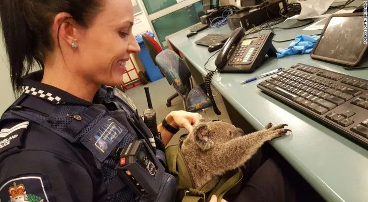 Arrestan a una mujer que llevaba un koala bebé en su equipaje