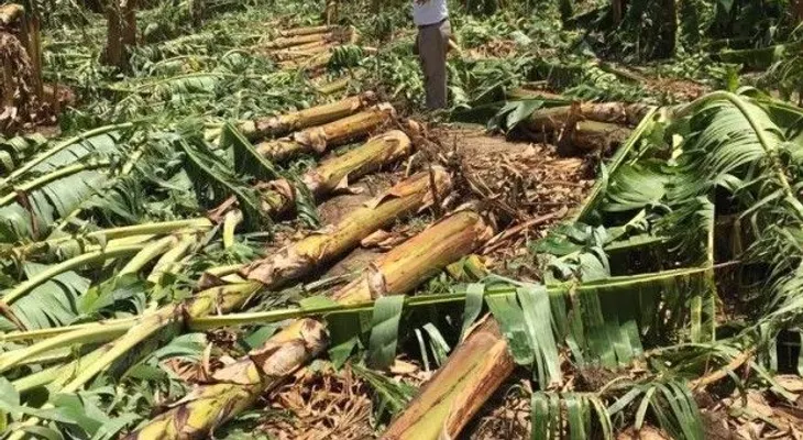 Osmar Benítez agradece apoyo tras tornado destruir su finca de plátanos 
