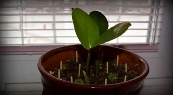 Si tu planta se está muriendo clava cerillas en la tierra; otros trucos 