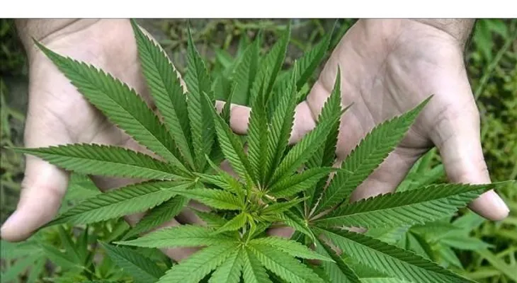 El estado de Nueva York legaliza la marihuana