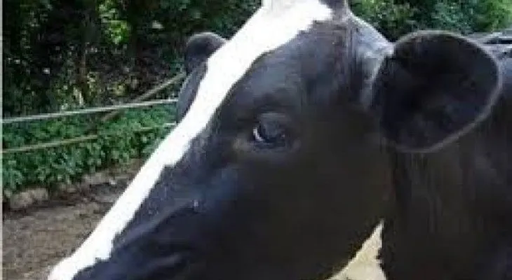 Canadá reporta caso de encefalitis bovina 