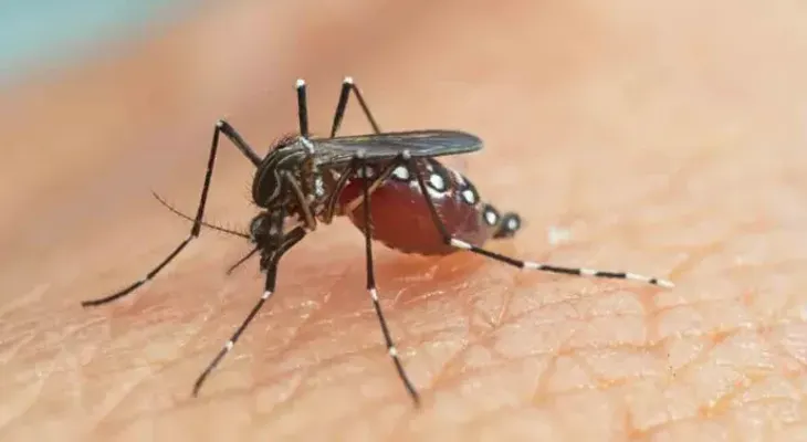 ¿Engañar a los mosquitos para que no piquen? Su gran olfato lo pone difícil