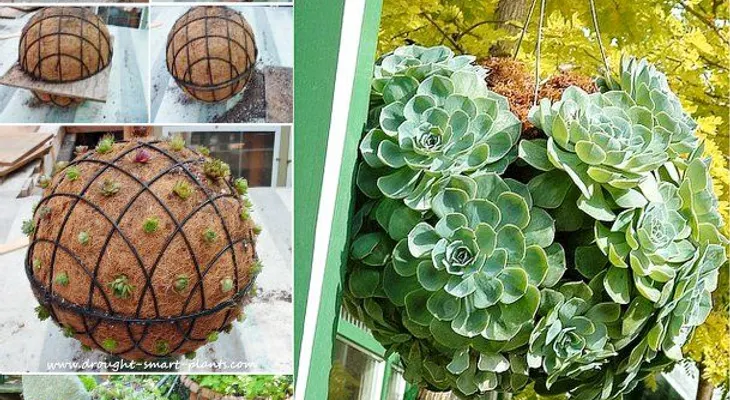 Cómo hacer esferas de suculentas para tu jardín
