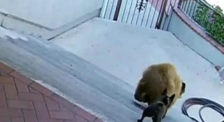 ¡Cuidado con el perro! Un valiente bulldog francés no tiene le tiene miedo a los osos