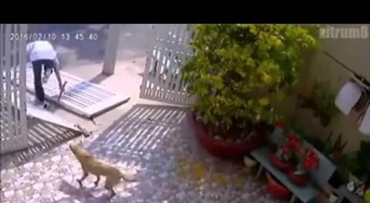 Karma instantáneo: Un intento de robo termina con un tobillo roto