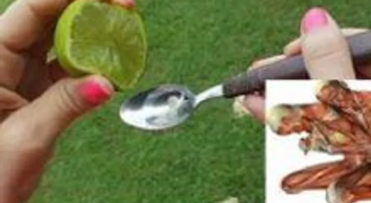 Una receta que hasta los médicos la dan: exprime 1 limón en aceite de oliva y en 5 minutos que debes usar todos los días...