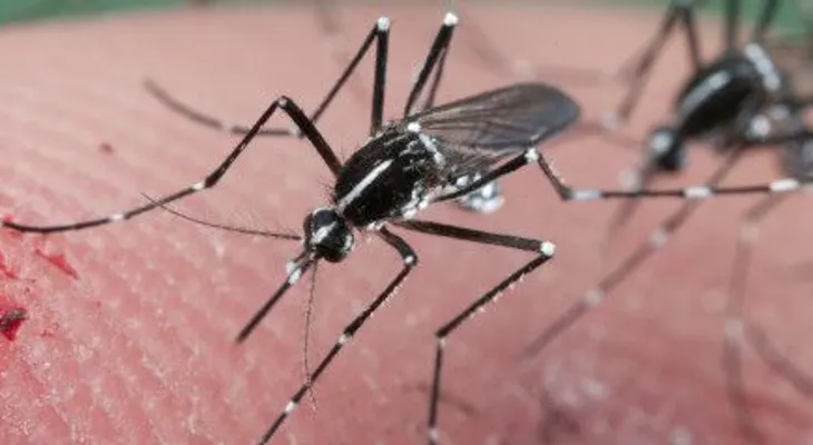 Plaga de mosquitos afecta a EEUU