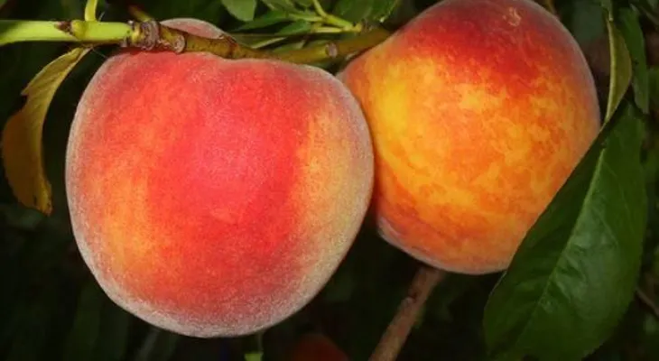 Diez alimentos que te retrasan la aparición de las arrugas