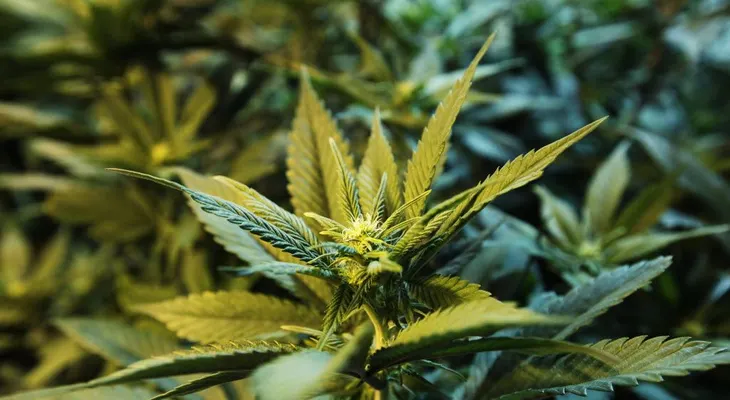 Componente del cannabis evita expansión del cáncer