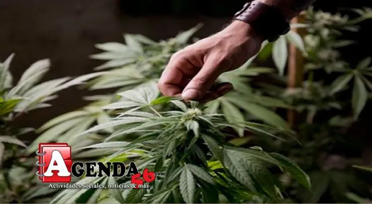 ONU: El consumo mundial de drogas se estabilizó