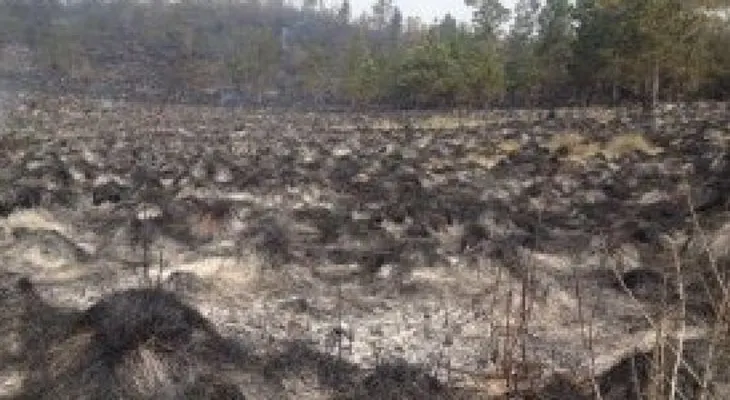 Gobierno envía comida a zona afecta por fuego en Constanza