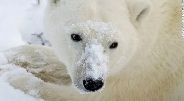 La dramática imagen de un oso polar muriendo de hambre en un Ártico sin nieve
