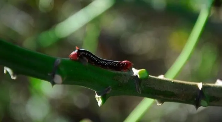 Plaga de gusanos causa estragos en el Cibao
