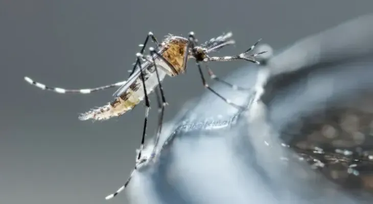 Desarrollan un potente antiviral para tratar y prevenir el dengue