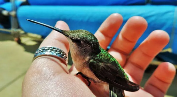 Cuenta la leyenda que cuando veas un colibrí, un alma amada te vino a visitar