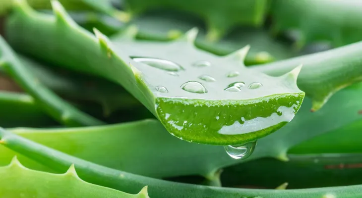 "El Poder Oculto del Aloe Vera: Planta Milagrosa que Está Cambiando la Lucha contra la Diabetes"