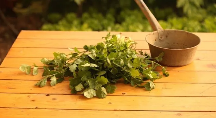 Anótalo: ¿Cómo cultivar cilantro en una taza? 