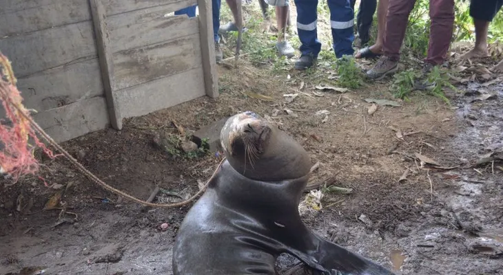 Rescatan a un lobo marino que fue amarrado a un árbol, pero...