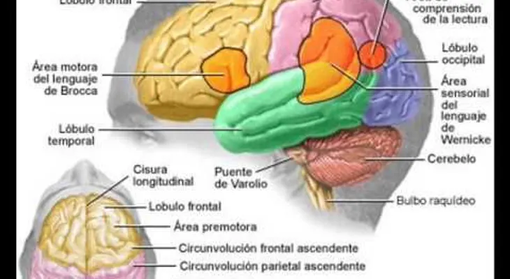Los doctores Amaury García y Héctor Guerrero Heredia explican lóbulos del cerebro y sus funciones 